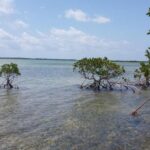 Increased Mangrove Protection in Florida: A Victory for Biodiversity