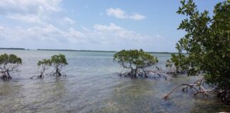 Increased Mangrove Protection in Florida: A Victory for Biodiversity