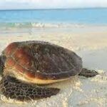 Vibrant Turtle Nesting in Thailand: A Win for Marine Conservation