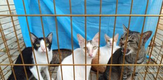 First-of-Its-Kind Cat Rescue in Chennai: 40 Abandoned Cats Saved by PFCI and Partners