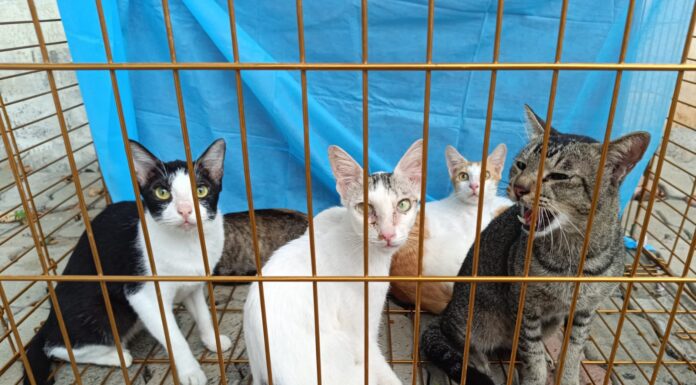First-of-Its-Kind Cat Rescue in Chennai: 40 Abandoned Cats Saved by PFCI and Partners