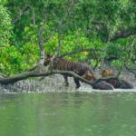 Best Time to Visit Sundarbans (Weather, Seasons & Deals)