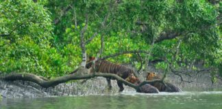Best Time to Visit Sundarbans (Weather, Seasons & Deals)