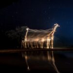 From Chennai to the World: VISHAL NAVEEN’s Historic Moment in Global Wildlife Photography