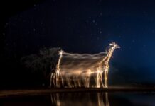 From Chennai to the World: VISHAL NAVEEN’s Historic Moment in Global Wildlife Photography