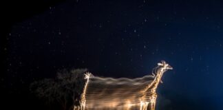 From Chennai to the World: VISHAL NAVEEN’s Historic Moment in Global Wildlife Photography